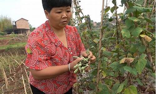 天气不好农民种菜_天气不好农民种菜怎么说